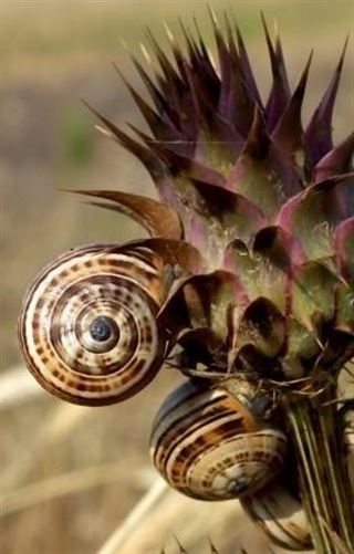 La dispersión de especies exóticas redefine la biogeografía