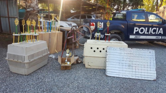 Argentina. La policía desactivó carreras de galgos ilegales en Lavalle