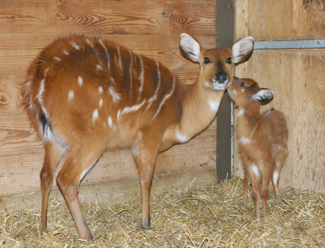 Una cría de antílope Sitatunga nace en el zoo de Fuengirola