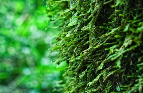 Conversaciones sobre clima en Bonn abordan dificultades en la verificación de emisiones