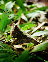 España es uno de los países que peor conservan su biodiversidad