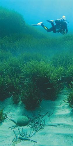 Campaña de sensibilización sobre los beneficios de la Posidonia oceánica