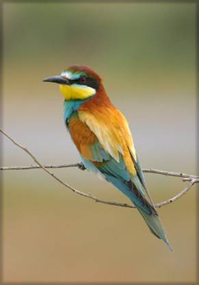 El programa Spring Alive obtiene un récord con más de 270.000 observaciones de aves migratorias en toda Europa