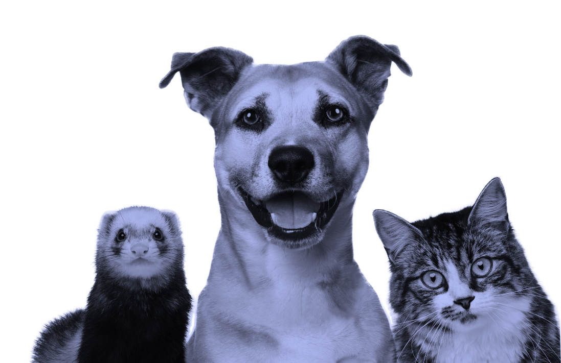 Casi 5.000 inscritos en la campaña de identificación y esterilización de animales de compañía de FAADA