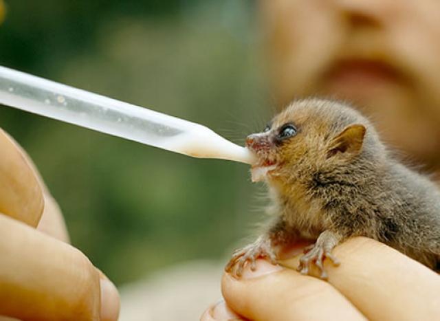 WWF descubre 600 nuevas especies en Madagascar