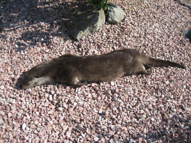 Asturias. Nutria envenenadas en el rio Nison en Allande