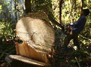 Oslo backs Jakartas forest plan