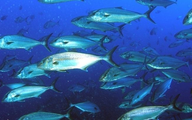 Medio Ambiente arremete duramente contra Greenpeace por ‘falta de rigor’ en su informe Buques monstruos