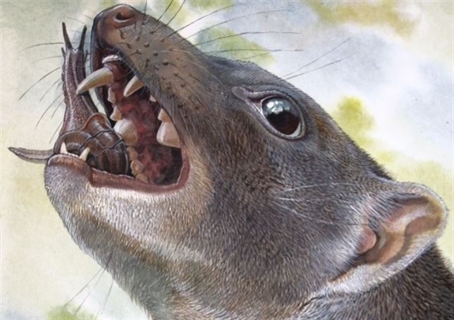 Descubren especie de marsupial extinto que se alimentaba de ‘caracoles’ en Australia
