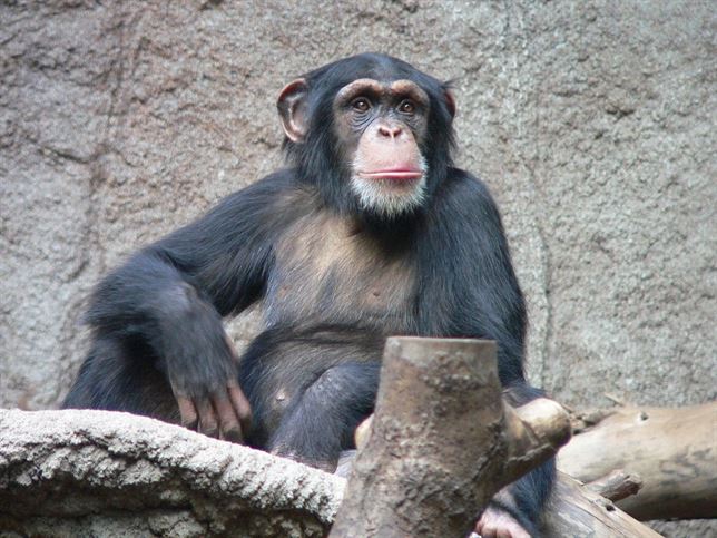 Los chimpancés ‘claves’ para conocer el origen de la cocina