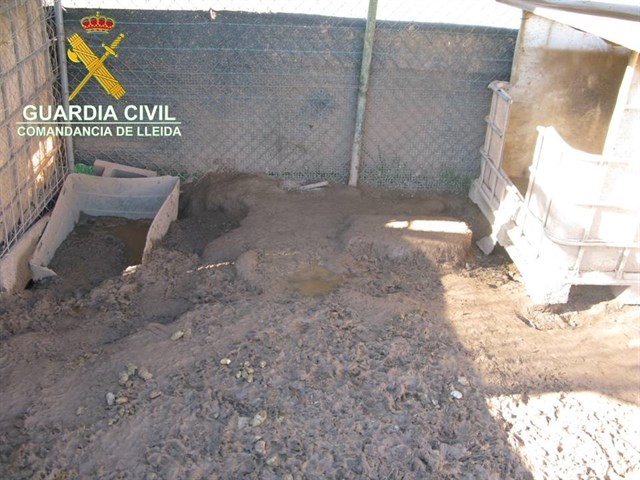 Dos centros de cría y venta de perros de Lleida investigados