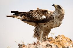 Medio Ambiente ultima el Plan de Recuperación del águila-azor perdicera