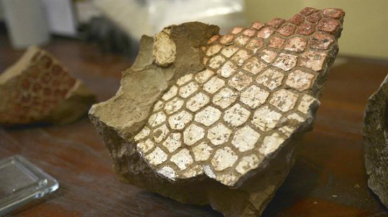 Argentina: Hallan un gliptodonte de ocho millones de años en Jujuy