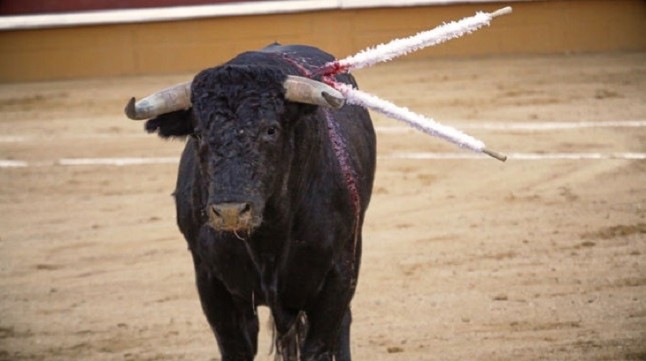 APDDA convoca ponencias para evitar la exposición de menores a la violencia de la Tauromaquia