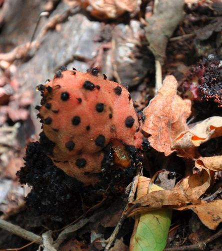 Un investigador español desvela un nuevo género neotropical de plantas parásitas