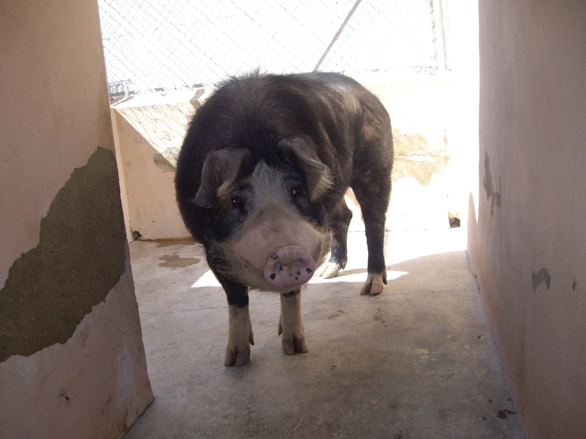 Refugio-Can y Los Verdes Ecologistas piden respeto a la ley y que no sea privatizada la perrera de Paterna a través de la GESPA