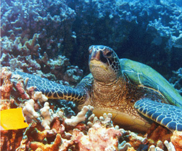 Más de 16.000 tortugas marinas son capturadas de forma ilegal en Madagascar