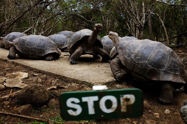 Detenido un barco chino que transportaba especies amenazadas de las Islas Galápagos