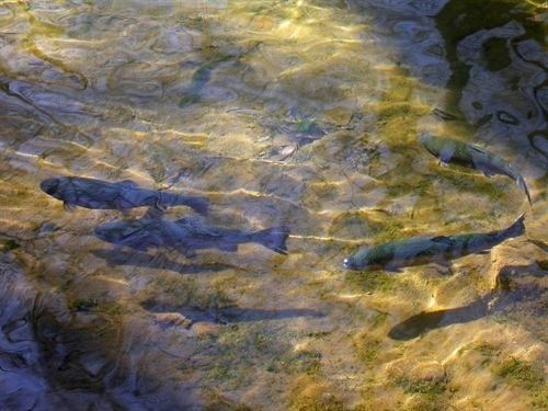 Los salmones se guían en su migración por el campo magnético de la Tierra