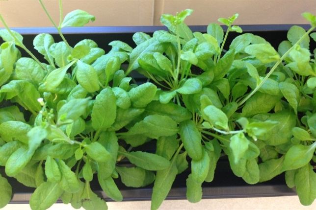 Primera biblioteca de interruptores genéticos en plantas