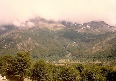 Afectan a bosques actividad agropecuaria