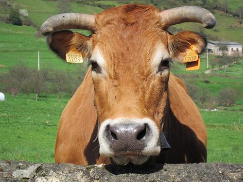 La selección de genes paternos mejora la raza de vaca bruna autóctona de los Pirineos