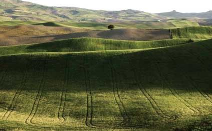 Las medidas agroambientales del PDR andaluz otra oportunidad perdida para conservar la biodiversidad