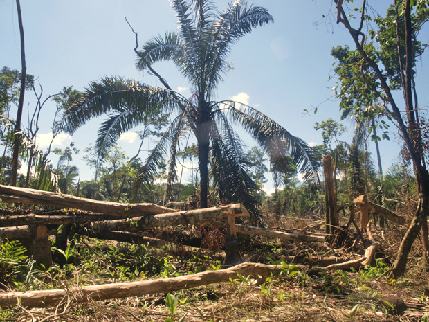 Deforestación amenaza habitat de los últimos ejemplares de Mono Araña en Venezuela