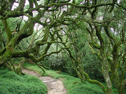 Portugal. Protegiendo el ‘Bosque Nacional de Buçaco’