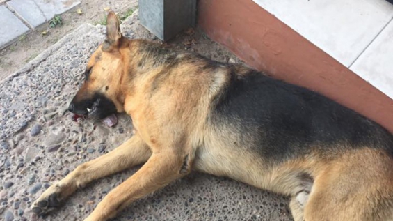 Argentina. Multarían a un hombre en Neuquén por haber matado a un perro