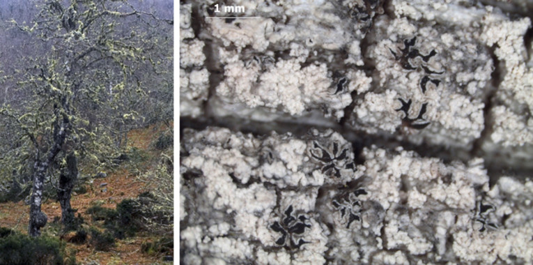 Descubren un nuevo liquen