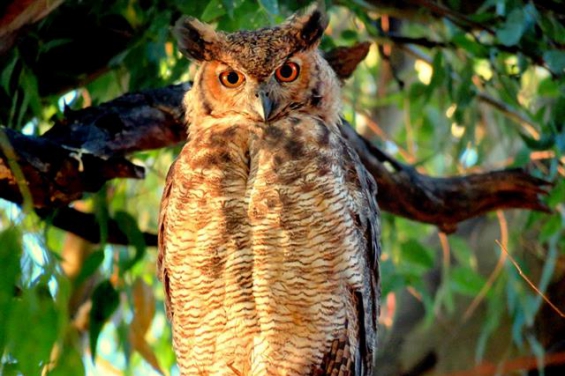 Argentina. Por qué cada vez más aves exóticas habitan en los bosques de Palermo