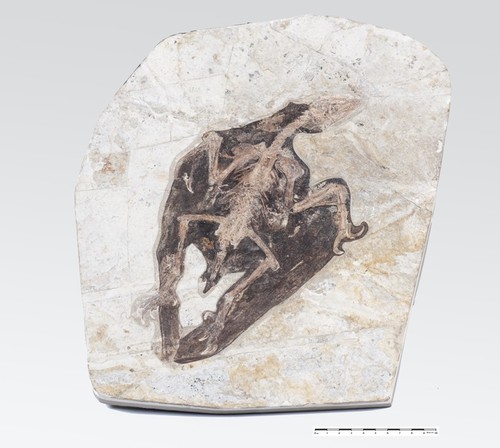 El ave con pico más antigua