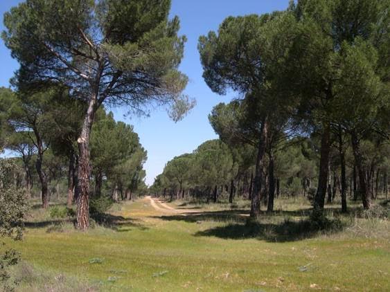 Arboricidio en la Acequia entre la Cañada y el Pinar de Antequera