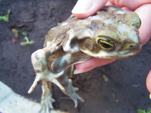 Publican un estudio sobre las malformaciones de anfibios en Argentina