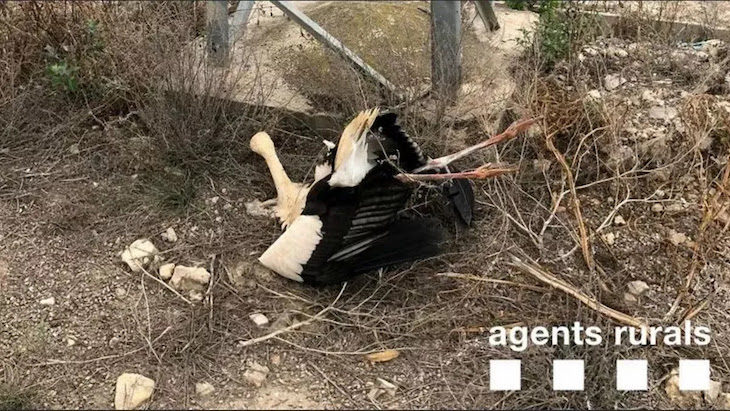 SEO/BirdLife: basta de electrocutar avifauna