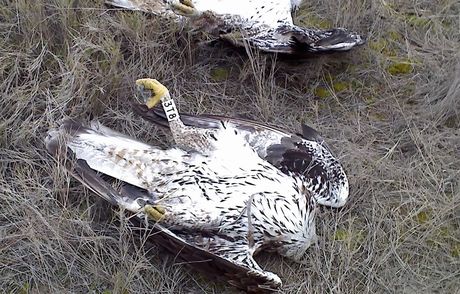 Plan de Acción contra el Veneno de Castilla y León