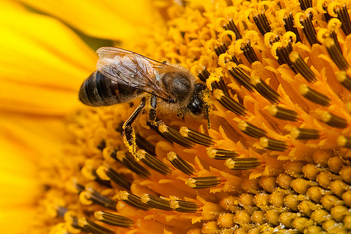 Protección de la biodiversidad en Comunidades Autónomas