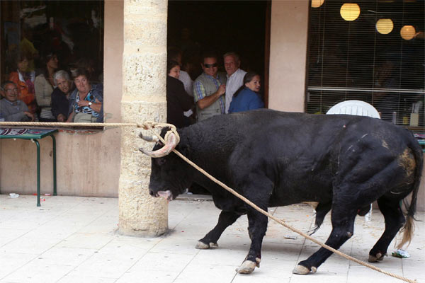 Sanción al Ayuntamiento de Astudillo (Palencia) por el "toro enmaromado" de 2010