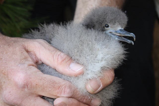 El virot petit frente a su extinción