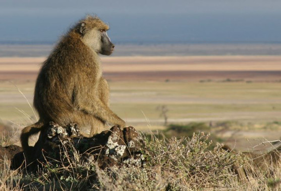 Babuinos ‘abortistas’