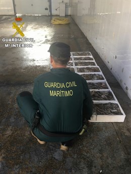 Intervienen en Alicante 150 kg de pulpo inmaduro en la bodega de un barco