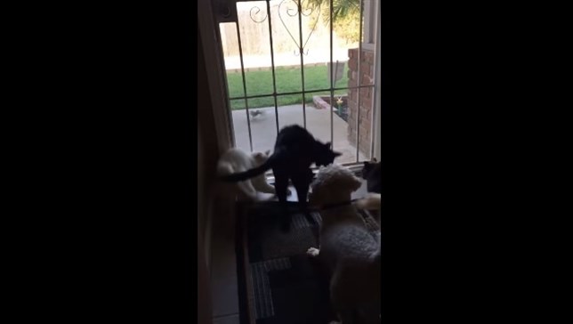 TRES LINDOS GATITOS (Ver VIDEO)