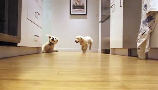 Un VIDEO sobre la vida de unos cachorros bate todos los records