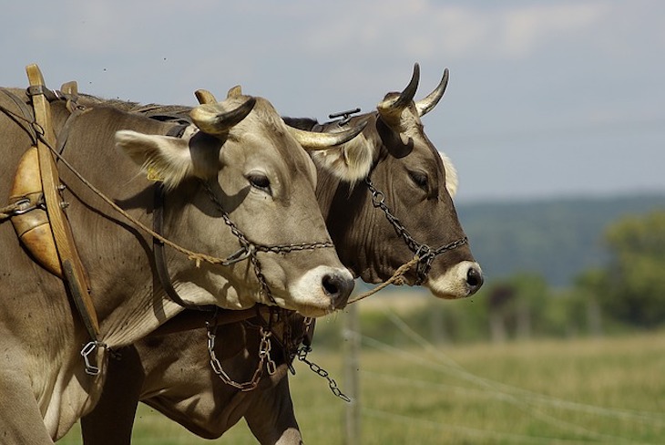 Las competiciones canarias de ‘arrastre de ganado son maltrato animal