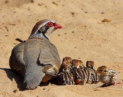 La agricultura intensiva