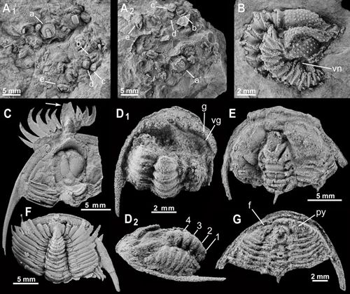 Los trilobites ya se enrollaban muy bien hace 500 millones de años