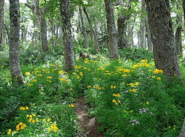Castilla y León pone en marcha un programa de apadrinamiento de bosques sin planificar dirigido a empresas y particulares