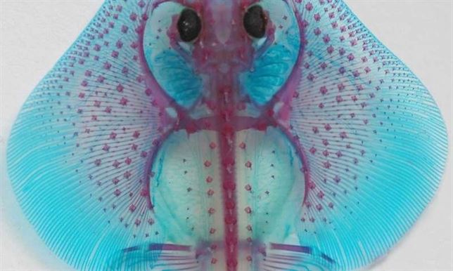 Extremidades humanas y branquias responden al mismo programa genético