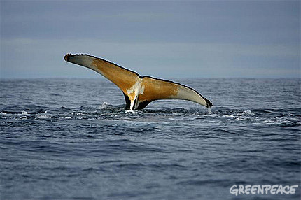 Greenpeace aplaude que Australia inicie acciones legales contra Japón por la “caza científica" de ballenas